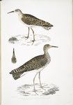 1. Indian Sandpiper, Totanus Indicus; 2.  Bhegondee [Bhegondic] Snipe, Limosa Hardwickii.
