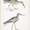 Ash Headed Snipe, Totanus fuscus.