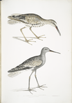 Ash Headed Snipe, Totanus fuscus.