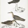 1. Horsfield's Snipe, Scolopax Horsfieldii; 2. Indian Sandpiper.
