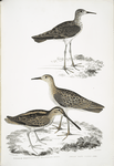 1. Horsfield's Snipe, Scolopax Horsfieldii; 2. Indian Sandpiper.