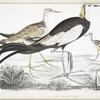 Chinese Parra, Parra Sinensis. 1. Adult, 2. Young, 3. Chicken just hatched.