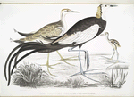 Chinese Parra, Parra Sinensis. 1. Adult, 2. Young, 3. Chicken just hatched.