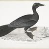 Pigmy Cormorant, Carbo Pygmens [Pygmoeus].