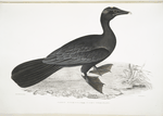 Pigmy Cormorant, Carbo Pygmens [Pygmoeus].