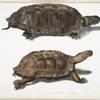 1. Flat Backed Terrapin, Emys platynotha; 2. Spinose Land Terrapin, Geoemyda spinosa.