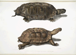 1. Flat Backed Terrapin, Emys platynotha; 2. Spinose Land Terrapin, Geoemyda spinosa.