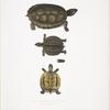Toothed Terrapin, Emys dentata.
