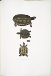 Toothed Terrapin, Emys dentata.