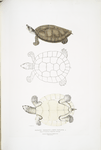 Batagur Terrapin, Emys Batagur.
