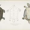 Dhongoka Terrapin, Emys Dhongoka.