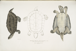 Dhongoka Terrapin, Emys Dhongoka.