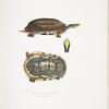 Three Banded Box Terrapin, Cistuda trifasciata.