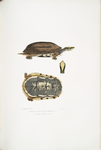 Three Banded Box Terrapin, Cistuda trifasciata.