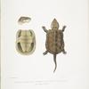 Chinese Large Headed Terrapin, Platisternon megacephalus. China.