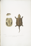 Chinese Large Headed Terrapin, Platisternon megacephalus. China.