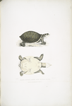 Young Valvular Trionyx, Trionyx punctata junior.