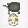 Valvular Trionyx, Emyda punctata, (Trionyx granosus).
