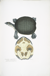 Valvular Trionyx, Emyda punctata, (Trionyx granosus).