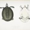 Javan Trionyx, Trionyx Javanicus.