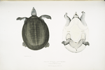 Javan Trionyx, Trionyx Javanicus.