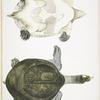 Hurum Trionyx, Trionyx Hurum.