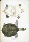 Hurum Trionyx, Trionyx Hurum.