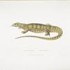 1. Yellow Monitor, Monitor flavescens.