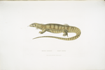 1. Yellow Monitor, Monitor flavescens.