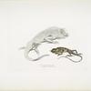 1. Macgregor's Lyre Headed Lizard, Lyriocephalus Macgregorii; 2. Stoddart's Unicorn Lizard, Ceratophora Stoddartii. Ceylon.