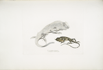 1. Macgregor's Lyre Headed Lizard, Lyriocephalus Macgregorii; 2. Stoddart's Unicorn Lizard, Ceratophora Stoddartii. Ceylon.