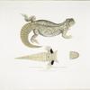 Hardwicke's Uromastix, Uromastix Hardwickii. From Hindustan.