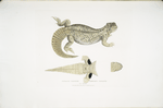 Hardwicke's Uromastix, Uromastix Hardwickii. From Hindustan.