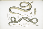 1. Spotted Bellied Snake, Coluber ventromaculatis; 2. Bell's Tree Snake, Ahætula Bellii.
