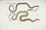 1-3. Bengal Snake, Coluber Bengalensis; 4-7. Lozenge Snake, Coluber rectangulus.