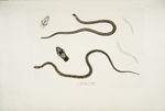 1. Lined backed Elaps, Elaps dorsalis; 2. Chain Spotted Lycodon, Lycodon catenatus.