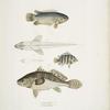 1. Spinose Gilled Anabas, Anabas spinosus; 2. Two Spotted Coius, Coius binotatus; 3. Spotted Sciæna, Sciæna maculata.