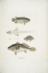 1. Spinose Gilled Anabas, Anabas spinosus; 2. Two Spotted Coius, Coius binotatus; 3. Spotted Sciæna, Sciæna maculata.