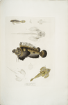 1. Bearded Anaora, Amora [Anaora] tentaculata amboina; 2. Cuvier's Pelors, Pelors Cuvieri; 3. Forked Spined Dragonette, Callionymus serrato spinosus.