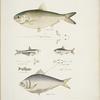 1, 2*. Indian Herring, Clupea Indica; 2. High Backed Bristle Herring, Chatoessus altus; 3, 4. Motius Herring, Clupea Motius; 5, 6. Champil Herring, Clupea Champil; 7, 8. Dr. Hamilton's Corica, Corica Guborni [Soborni].