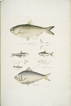 1, 2*. Indian Herring, Clupea Indica; 2. High Backed Bristle Herring, Chatoessus altus; 3, 4. Motius Herring, Clupea Motius; 5, 6. Champil Herring, Clupea Champil; 7, 8. Dr. Hamilton's Corica, Corica Guborni [Soborni].