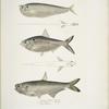1. Finless Ramcarata, Apterygia Ramacarata; 2. Chapra Shad, Alosa Chapra; 3. Dr. Hamilton's Long Jawed Herring, Thrissa Hamiltonii.