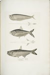 1. Finless Ramcarata, Apterygia Ramacarata; 2. Chapra Shad, Alosa Chapra; 3. Dr. Hamilton's Long Jawed Herring, Thrissa Hamiltonii.