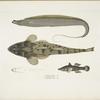 1. Armed Hair-tail, Trichiurus  armatus; 2.  Chacca Flathead, Platycephalus Chacca; 3. Indian Cheilodipterus, Checlodipterus [Cheilodipterus] Batis.