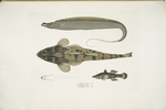 1. Armed Hair-tail, Trichiurus  armatus; 2.  Chacca Flathead, Platycephalus Chacca; 3. Indian Cheilodipterus, Checlodipterus [Cheilodipterus] Batis.