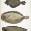 1. Chinese Plaice, Platessa Chinensis; 2. Dr. Russell's Plaice, Platessa Russellii; 3. Short lined Finless Sole, Plagusia abbreviata. China.
