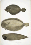 1. Chinese Plaice, Platessa Chinensis; 2. Dr. Russell's Plaice, Platessa Russellii; 3. Short lined Finless Sole, Plagusia abbreviata. China.
