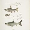 1. Dr. Hamilton's Tor Carp, Tor Hamiltonii; 2. Alpar Carp, Chela Alpar; 3. Elanga Carp, Bengala Elanga.