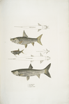 1. Dr. Hamilton's Tor Carp, Tor Hamiltonii; 2. Alpar Carp, Chela Alpar; 3. Elanga Carp, Bengala Elanga.