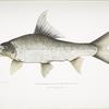Falcated Rock Carp, Cyprinus (Bangana) falcata.